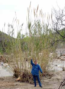 Diana with really tall grass, Sabino Canyon
